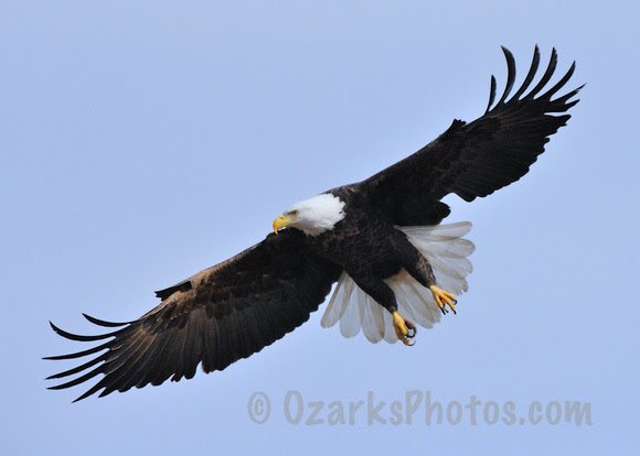 american bald eagle american bald eagle hunting while soaring eagle ...