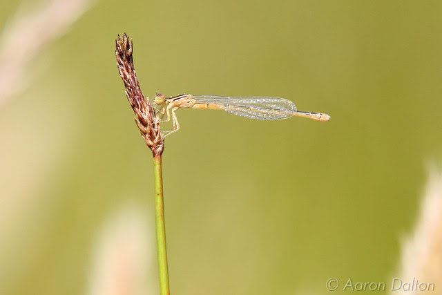 Damsel Fly on a Reed