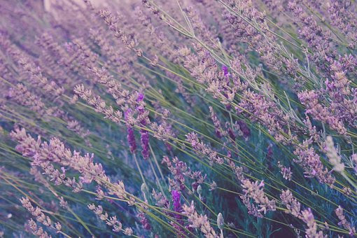 ラベンダーの花が咲かない原因や対策方法について 植物navi