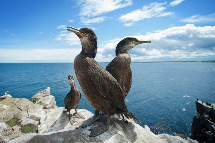 Juvenile Shags