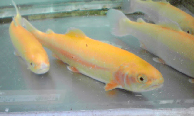 食い道楽 渓流魚 蝶屋 Tefu Ya のブログ