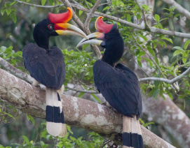 CIRI CIRI BURUNG  KENYALANG 