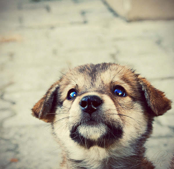 Cute Puppies And Rabbits. But how about puppies? Cute