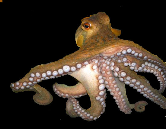 The Octopus – Evidence of Design