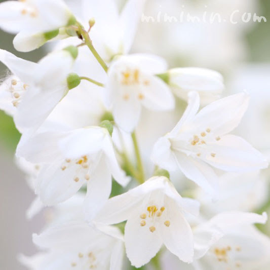 ヒメウツギの花の写真 花言葉 みみみんブログ