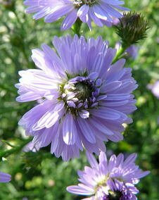 花 クジャクアスター 10月4日の花と花言葉 クジャクアスター 魅る魅るガーデニング