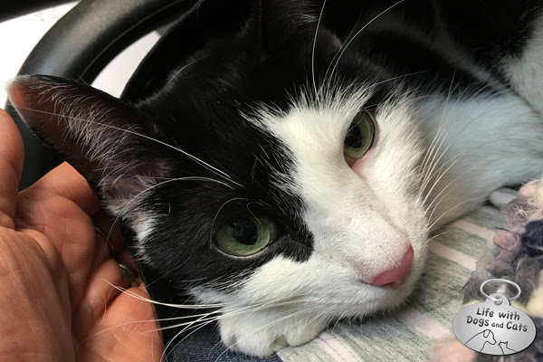 my cat has a runny nose and is drooling