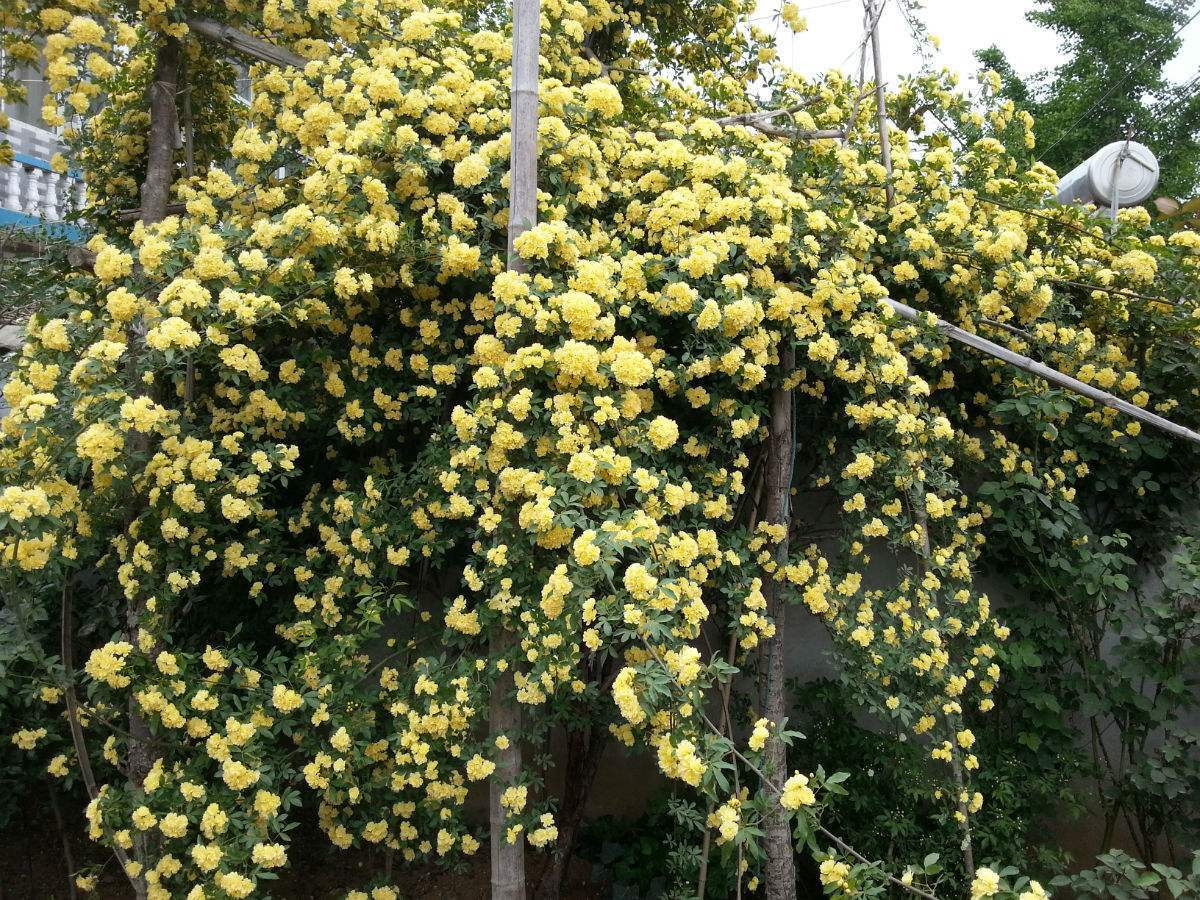 甜蜜黄木香花期又长花又香 种在阳台上怎能