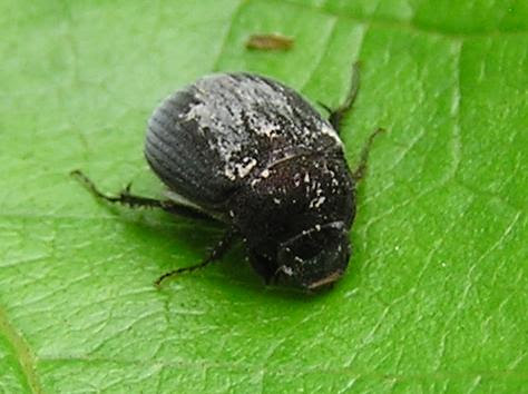 福光村昆虫記 甲虫２ カブトムシ コガネムシ オサムシ ゴミムシ ゴミムシダマシ ハナノミ