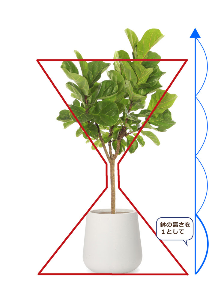 植木鉢の選び方 植物のシルエットに合わせて植木鉢を選ぶ 植木鉢ナビ