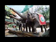 Viral Tempat tempat wisata di puncak bogor, paling update!