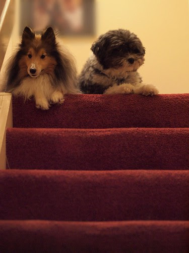 pictures of dogs that don. Lazy dogs they don#39;t wanna