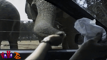 Funny animal gifs - part 82 (10 gifs), elephant wants more nuts