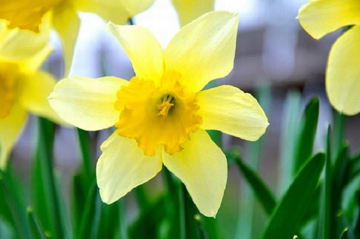 o significado das flores