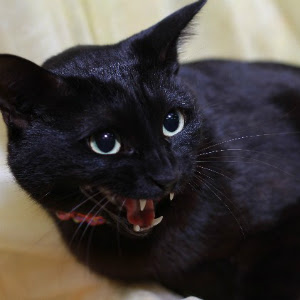 人見知り猫が威嚇をする理由 猫の総合情報サイト ペットスマイルニュースforネコちゃん