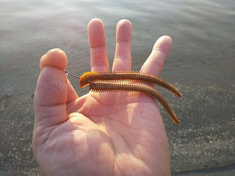 パワーイソメでカレイ狙い ゲット 実釣インプレ 2 釣 遊 飲 笑