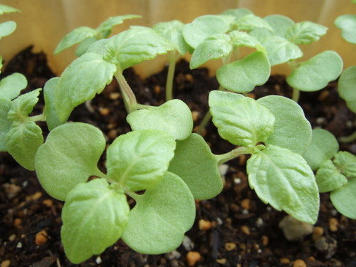 ベランダ菜園 大葉 青シソ