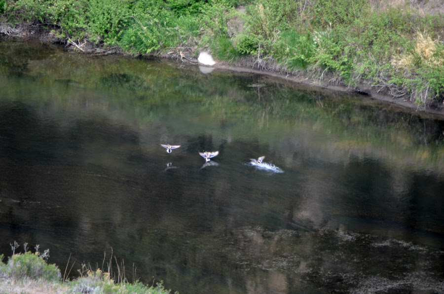 DSC_0712_ducks