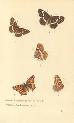 papillons d 7