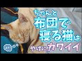70以上 犬 足元 寝る 布団 111033-犬 足元 寝る 布団