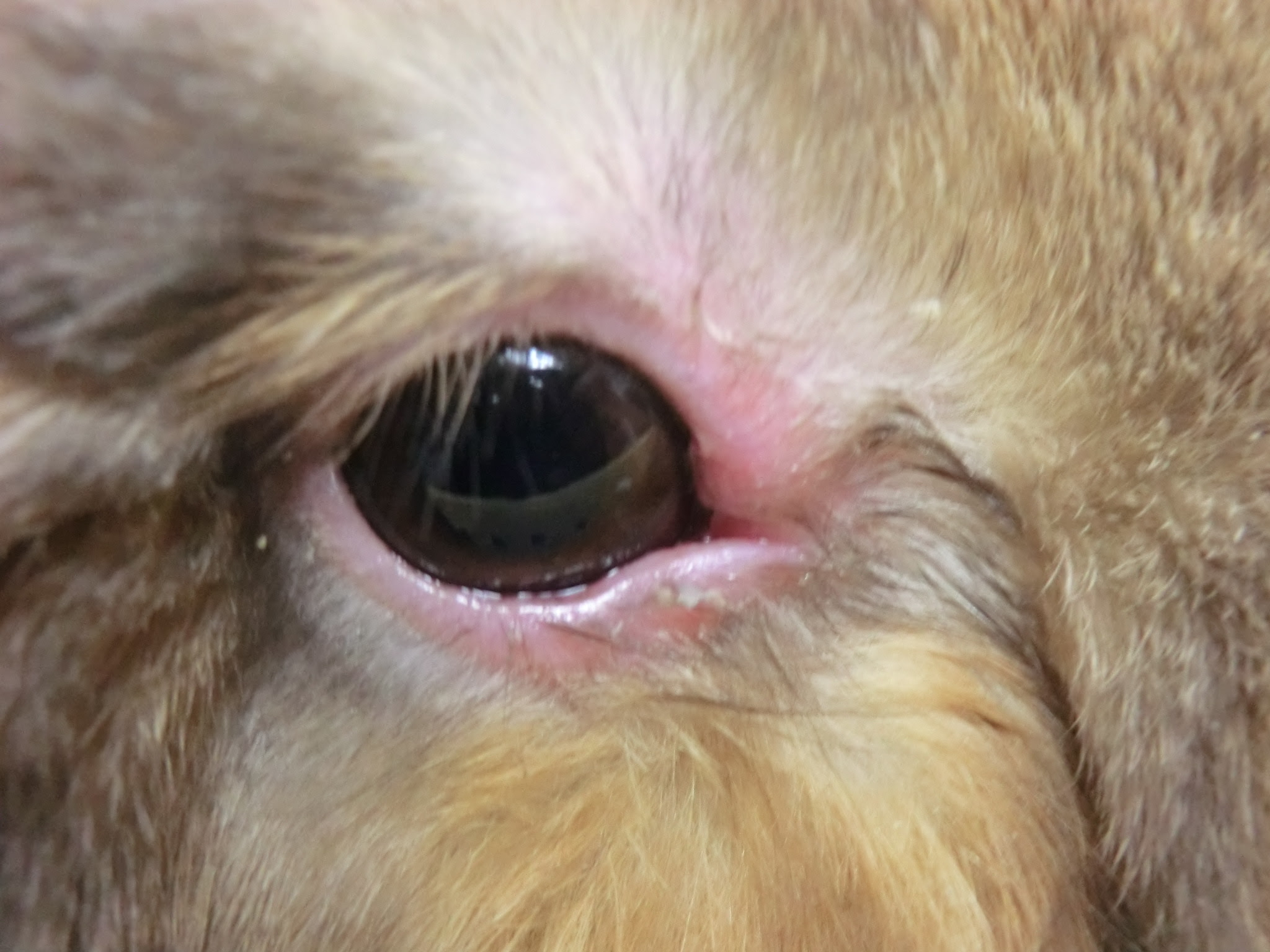 瞼が腫れています オークどうぶつ病院 オークどうぶつ病院けやき 福岡市 犬 猫 エキゾチックの診察 治療 健康診断 ペットホテル 獣医師求人情報