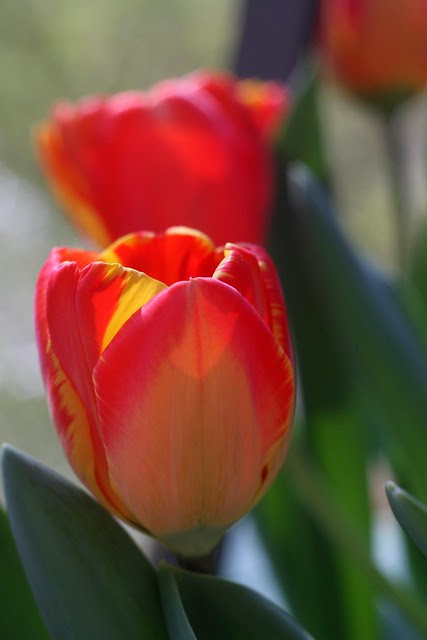 tulips, april 2011