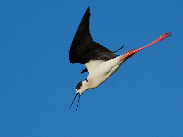 Pernilongo // black-winged stilt