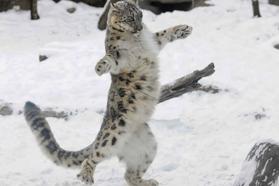 Funny animals of the week - 17 January 2014 (40 pics), jaguar in the snow