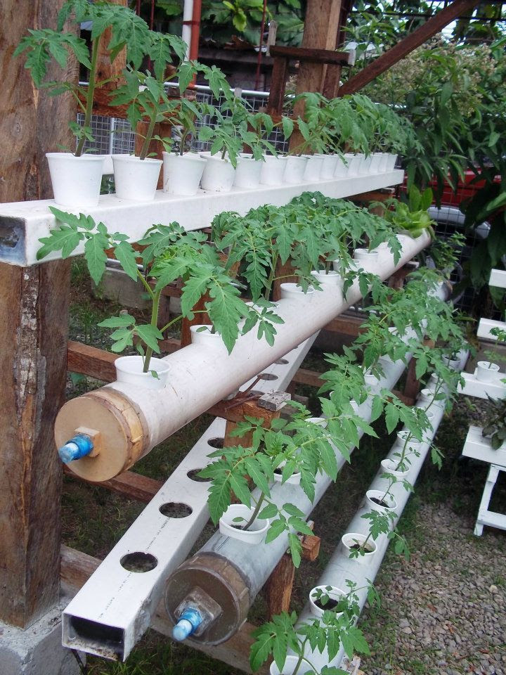 Hydroponics | DIY: Garden; Compost &amp; Hydroponics | Pinterest