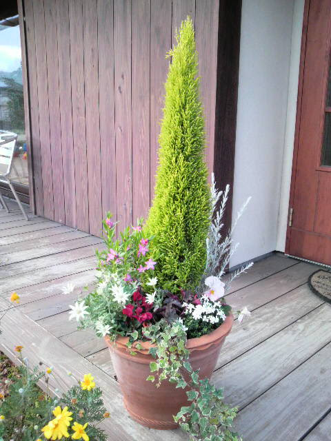 アンズの森 寄せ植えしました