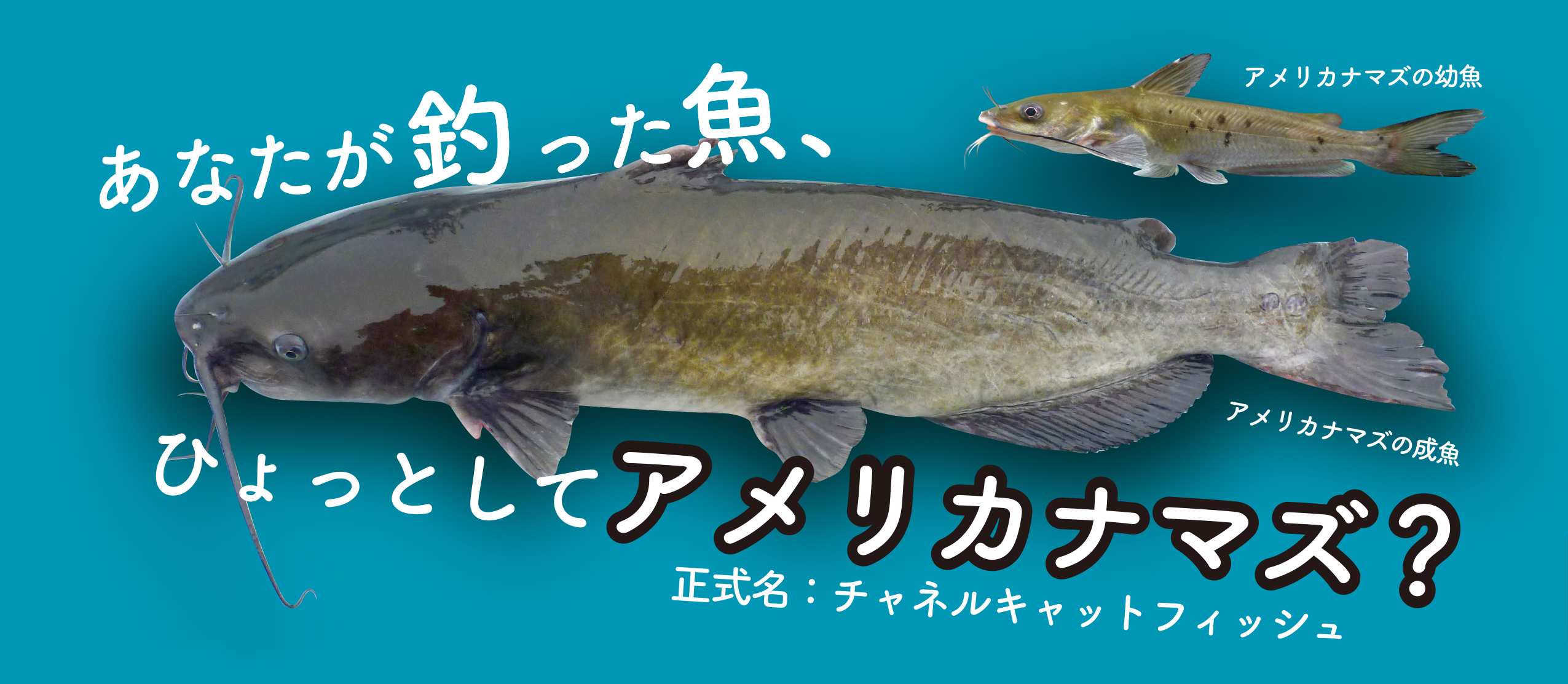 琵琶湖分室 外来魚の分布域の現状把握