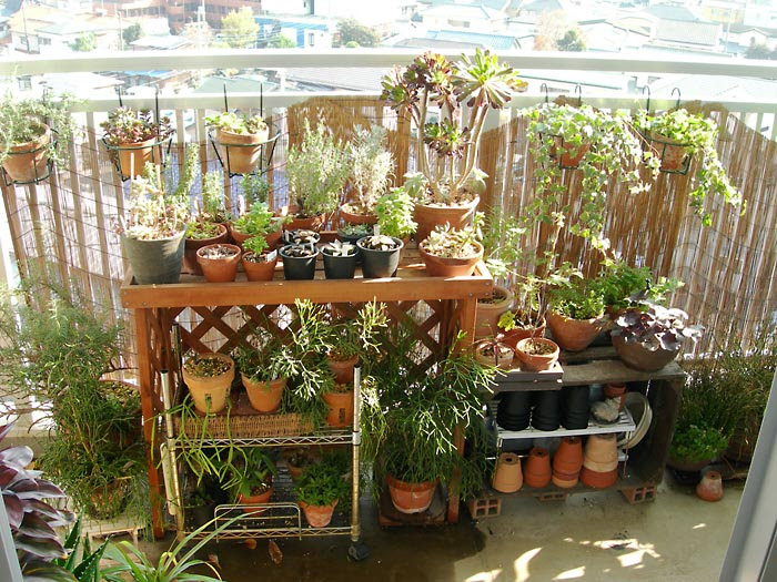 ベランダガーデン的写真 緑町のウェブ屋 多肉植物と球根 着生植物のベランダガーデン 跡地