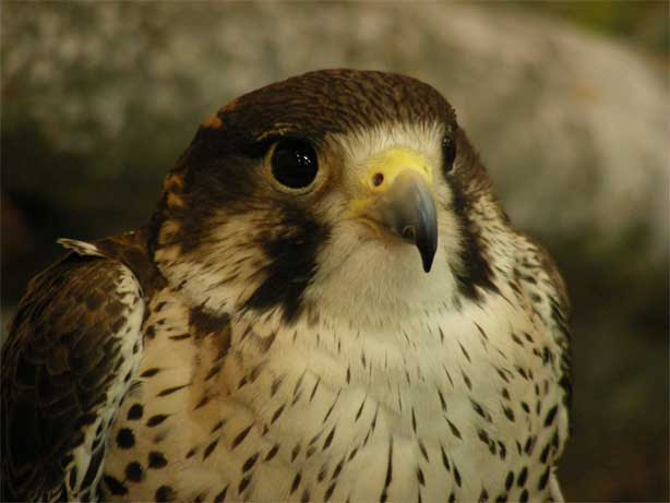 ハヤブサかわいい 那須どうぶつ王国 物欲に負けない 楽天ブログ