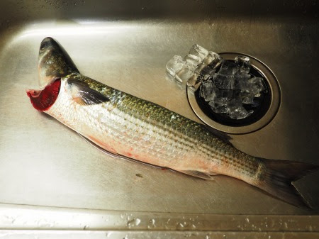 白身魚のカルパッチョ 食べるドレッシングかけ 魚料理と簡単レシピ