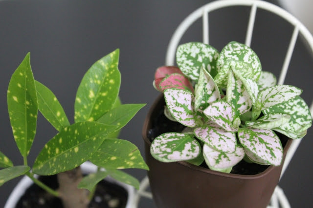 可愛く華やかなインテリアに ピンクの葉っぱ を持つ観葉植物まとめ Sombraverde