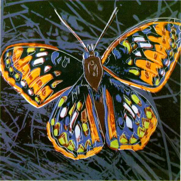 Butterflies Colorful Wings