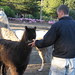 Joel feeding Llamas