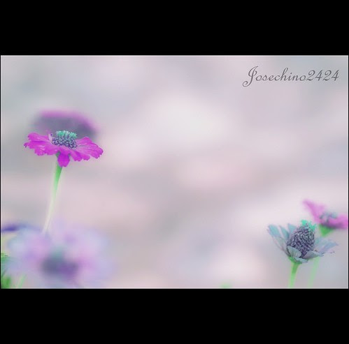 Dalias