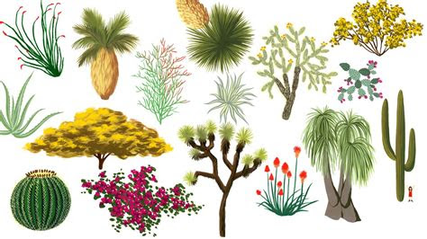 7988 plants native to california. California desert plants: An illustrated guide - Curbed LA
