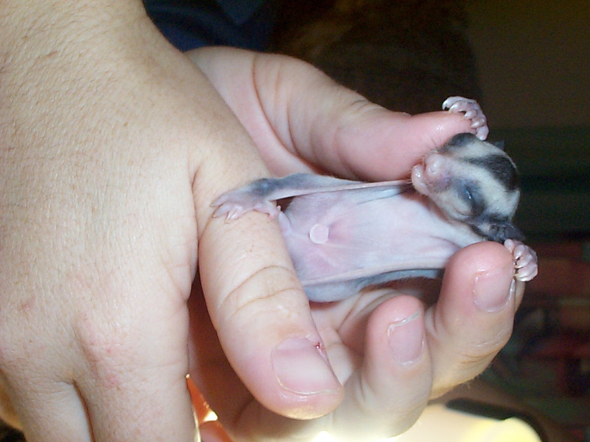 Sugar Glider Joeys