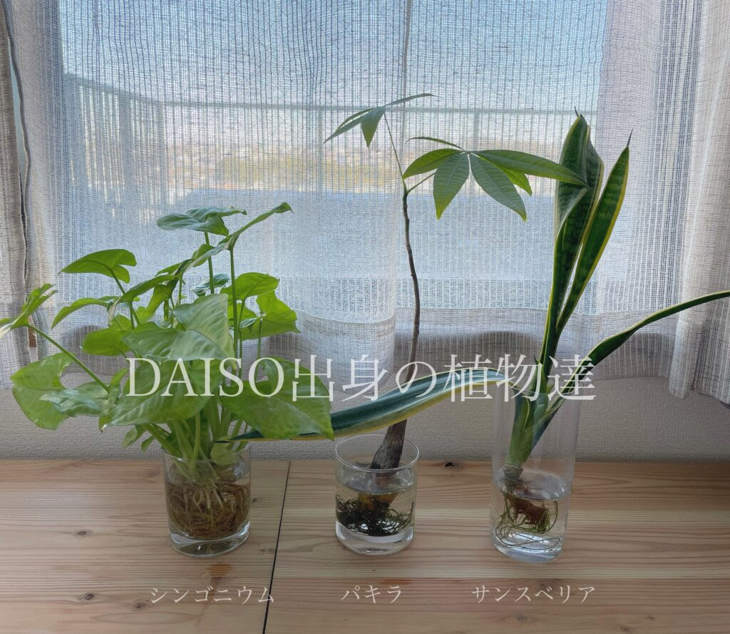 ダイソー観葉植物でおしゃれな部屋に ミドリトクラス
