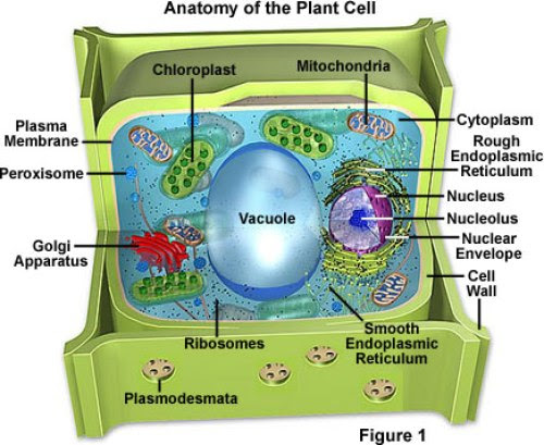Organelles of the Plant Cell