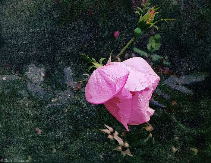 pink rose