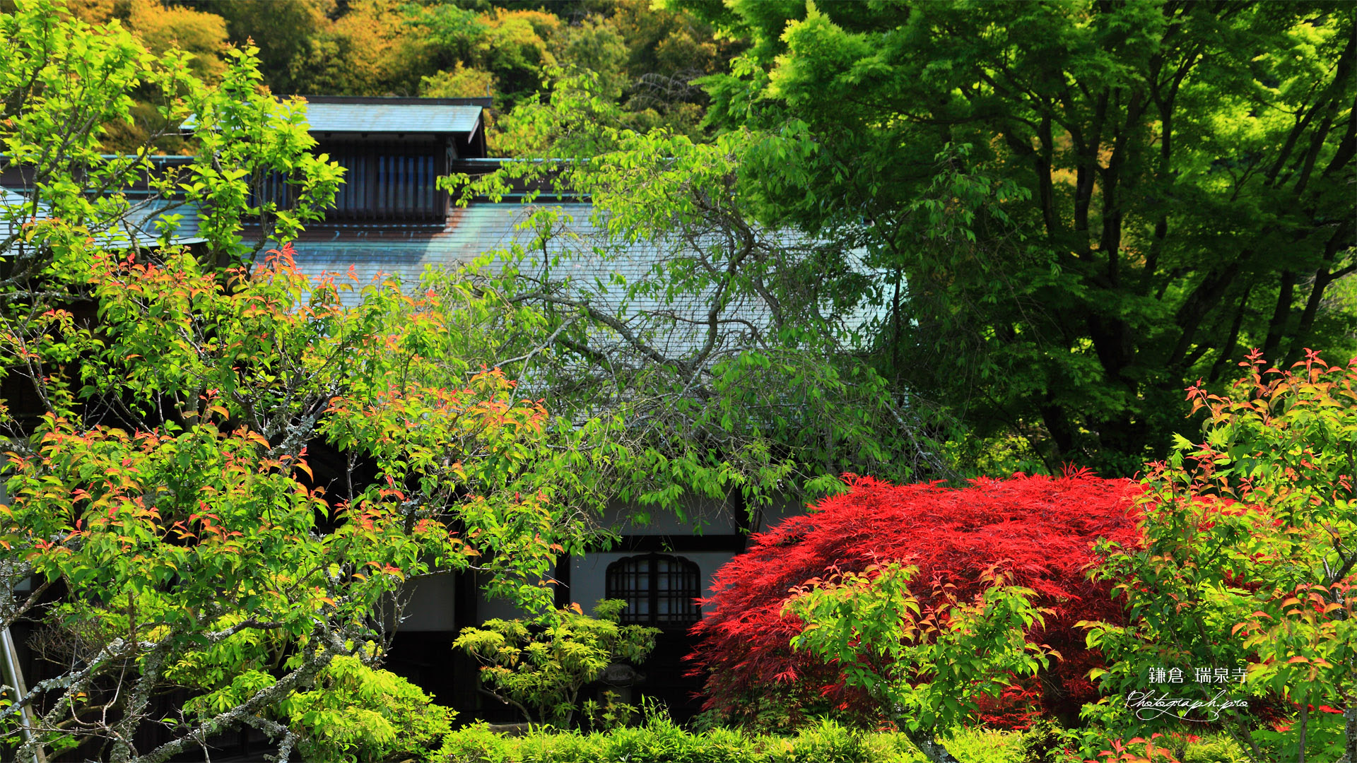 瑞泉寺 春モミジと書院 の壁紙 19x1080
