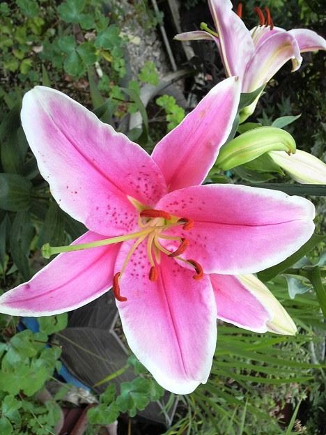 赤のカサブランカ 好きな花 写真共有サイト フォト蔵