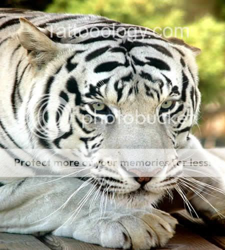 WHITE TIGER TATTOOS. Filed under Animal tattoo, Black And White by