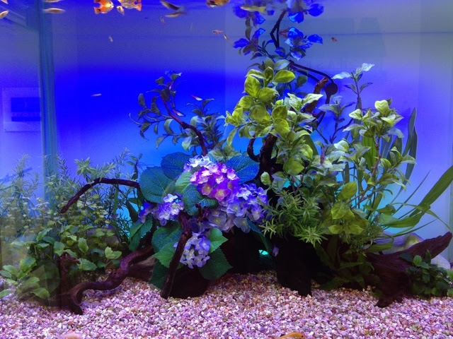 季節のレイアウト レンタルアクアリウム あおい 千葉 船橋 市川