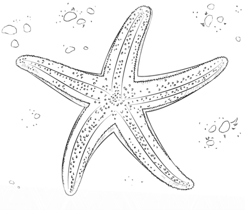 Dibujo de Estrella de Mar para colorear | Dibujos para colorear imprimir  gratis