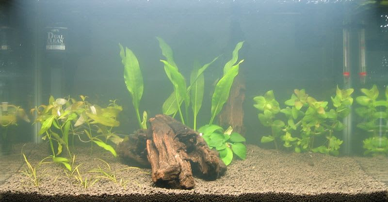 立ち上げ4日目 水草送料無料廃止 チャーム いきるため
