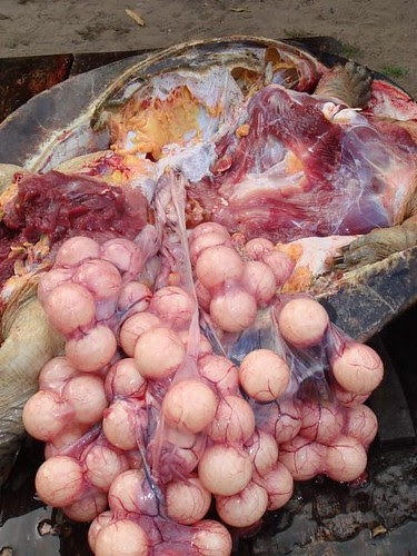 Tartaruga sabor PA (Santarém - PA)